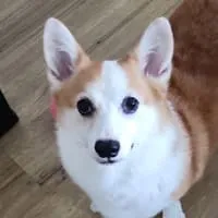 SOLD Studio team member: Mochi